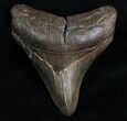 Posterior Megalodon Tooth - Sharp #6987-1